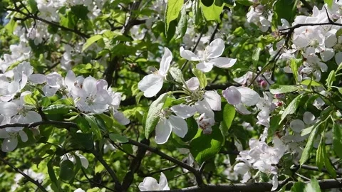 Apple tree branch with pink flowers in spring garden Stock Footage 156649868