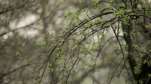 Apple tree branch in the rain Stock Footage 50395409