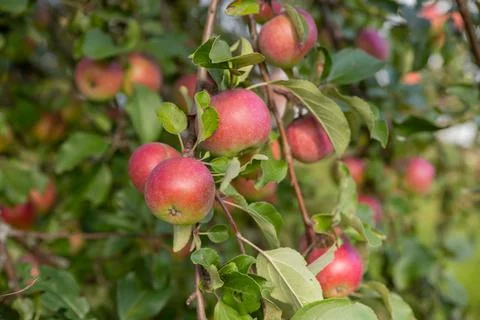 Apple tree branch with red apples on a blurred background during ripening.Rip Stock Photos