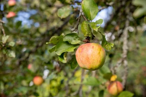 Apple tree branch with red apples on a blurred background during ripening.Rip Stock Photos