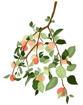 Apple tree branch rich with ripe apples and green leaves Stock Illustration