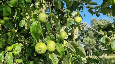 Apple tree branch with small green apples Vidéo 338279353