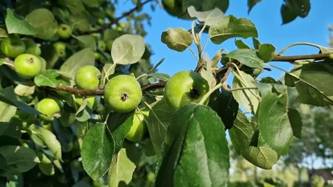 Apple tree branch with small green apples Stock Footage 338279357