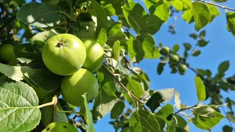 Apple tree branch with small green apples against blue sky Видео 338279359