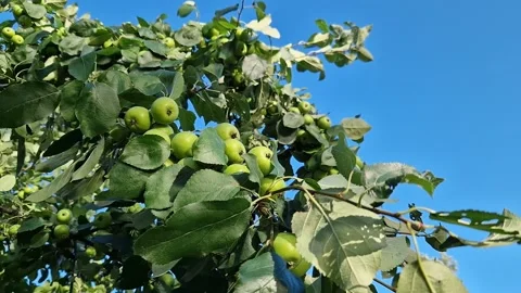 Apple tree branch with small green apples Stock Footage 338279361