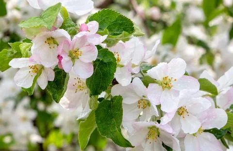 Apple tree branch in spring flowers. Blooming apple tree. Stock Photos