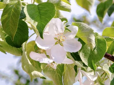 Apple tree branch in spring flowers. Blooming apple tree. Foto stock