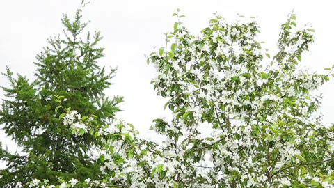Apple tree branch in springtime. Media. Natural frame. Slow motion. Scenic 스톡 동영상 178826010