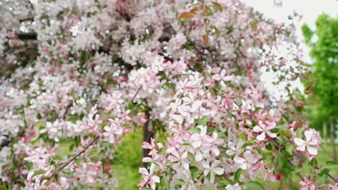 Apple tree branch in springtime. Media. Natural frame. Slow motion. Scenic Stock Footage 179336399