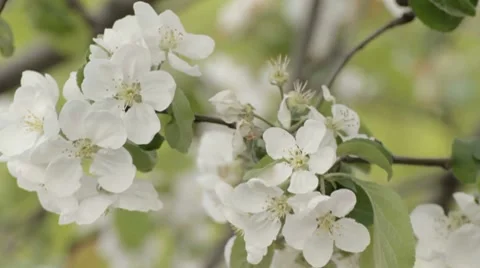 Apple tree branch swaying in variables of wind gusts Stock-Footage 7753036