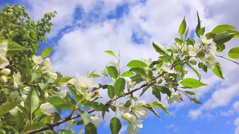 Apple tree branch sways in the wind 2 Stock Footage 108590642