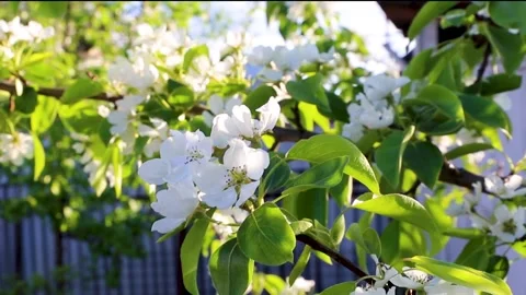 An apple tree branch sways in the wind and glows in the sunset rays of the sun Stock Footage 135361228
