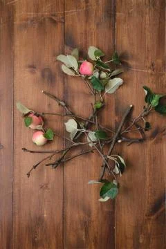 Apple tree branch on the table Stock Photos