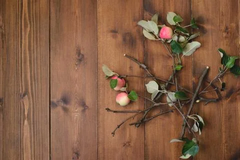 Apple tree branch on the table Stock Photos