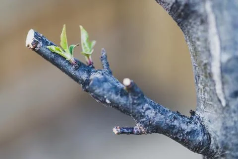 Apple tree branch with tiny new leaves coming out Foto stock