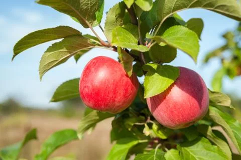 Apple tree branch with two red apples in rustic garden. Healthy natural organic Stock Photos