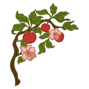 Apple tree branch. Vintage hand-drawn illustration. Cozy Mediterranean cartoo Stock Illustration