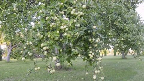 Apple tree branch waving in the wind Stock Footage 153164036