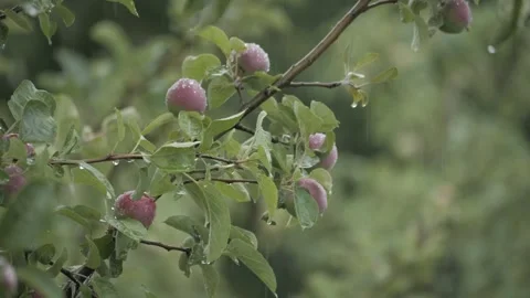Apple tree branch with wet apples after rain Видео 339628825