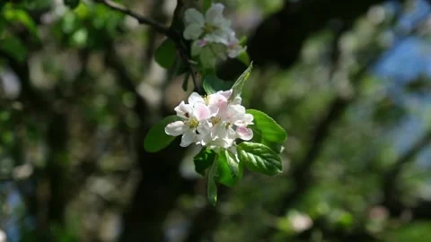 Apple Tree Branch with White and Pink Blossoms in Spring Orchard, Close Up Video stock 333302418