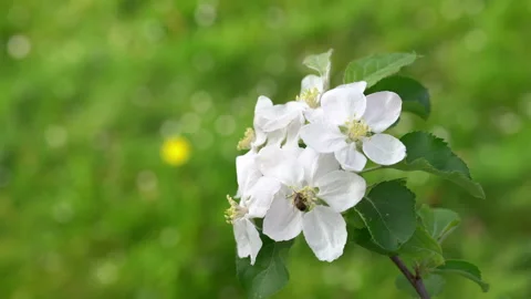 Apple tree branch white apple blossoms. Bee pollinates apple blossoms Stock Footage 296348411