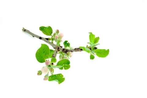 Apple tree branch on a white background Stock Photos