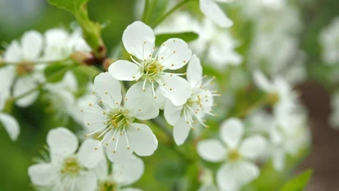 Apple tree branch with white flowers close-up. Blooming apple tree in spring Stock Footage 220534843