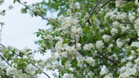 Apple tree branch with white flowers swaying in wind during spring Stock Footage 334618496