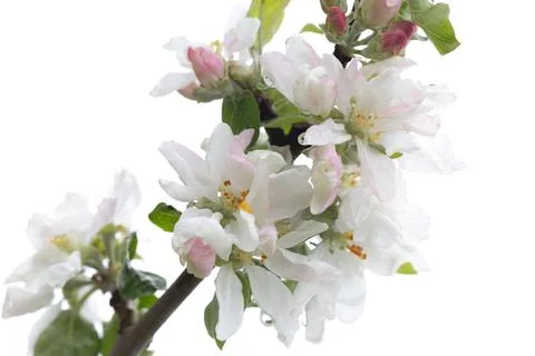 Apple tree branch with white pink flowers under drops of dew isolated on whit Stock Photos
