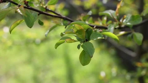 Apple tree branch with young green foliage and unopened buds Stock Footage 309203607