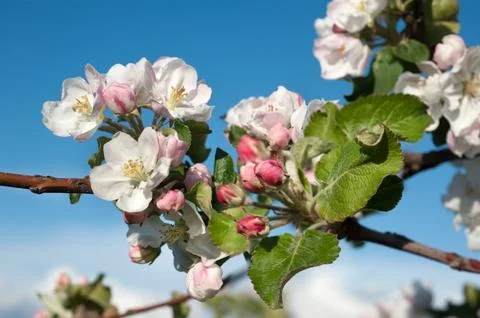 Apple tree branches in abundant bloom and buds Stock Photos