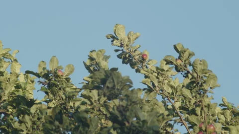 Apple tree branches against blue sky 4K slomo video Video stock 251112231