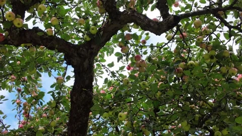 Apple Tree Branches Against the Sky in Sweden Video stock 347682943