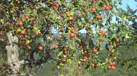 Apple Tree, Branches of Apples, Ecological Apples, Organic Fruits, Apple Orchard Stock Footage