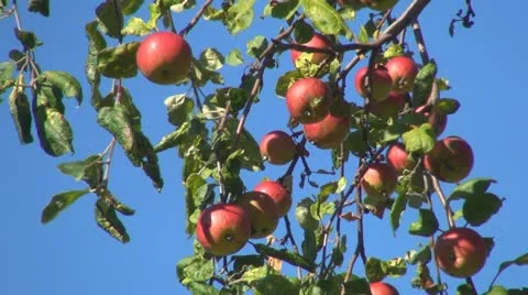 Apple Tree, Branches of Apples, Ecological Apples, Organic Fruits, Apple Orchard Stock Footage
