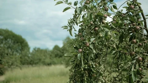 Apple tree branches with apples swaying in the wind Stock Footage 112251230