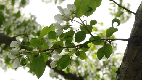 An apple tree branches with beautiful white flowers Stock Footage 330808348