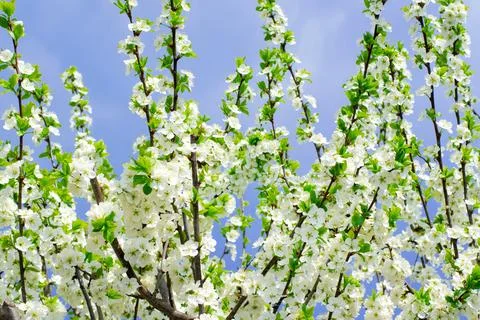 Apple tree branches in bloom against the stormy sky Stock Photos