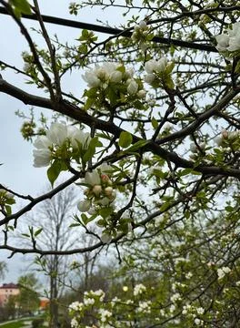 Apple tree branches in bloom in spring Stock Photos