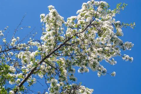 Apple tree branches bloomed in white Stock Photos
