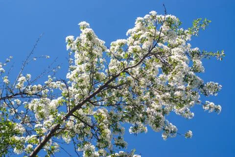 Apple tree branches bloomed in white Stock Photos