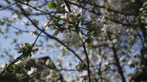 Apple tree branches with blooming flowers and leaves with bees collecting pollen Stock Footage 307616570