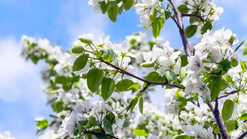 Apple Tree Branches with Blossoms against the Blue Sky on a Sunny Spring Day Foto stock
