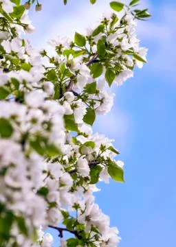 Apple Tree Branches with Blossoms against the Blue Sky on a Sunny Spring Day Stock Photos