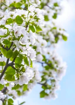 Apple Tree Branches with Blossoms against the Blue Sky on a Sunny Spring Day Stock Photos