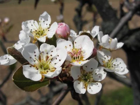 Apple tree branches with blossoms Foto stock