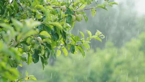 Apple tree branches covered with fresh rain during summer shower. Raindrops fall Stock Footage 340424794