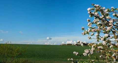 Apple tree branches covered with white and pink flowers Stock Photos