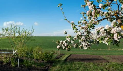 Apple tree branches covered with white and pink flowers Stock Photos