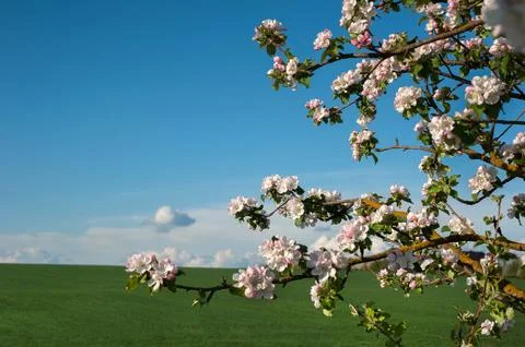Apple tree branches covered with white and pink flowers  Stock Photos
